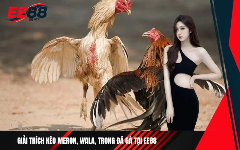 Giải thích kèo Meron, Wala, trong đá gà tại Ee88