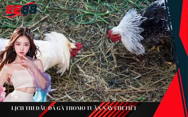 Lịch thi đấu đá gà Thomo tuần này chi tiết